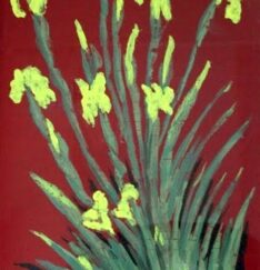 Iris gialli